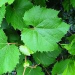 Vitis vinifera Feuille