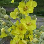 Verbascum songaricum Flower