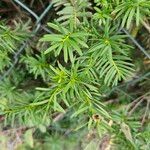 Taxus canadensis 葉