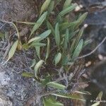 Bulbophyllum polypodioides आदत