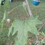 Arnoglossum plantagineum Leaf