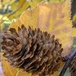 Betula alleghaniensis Fruit