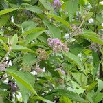 Callicarpa macrophylla Elinympäristö