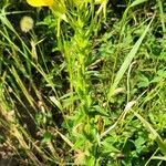 Oenothera parvifloraHoja