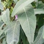 Hypoestes forskaolii Leaf