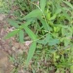 Spigelia anthelmia Leaf