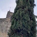 Cupressus sempervirens Blatt