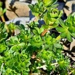 Galium lucidum List