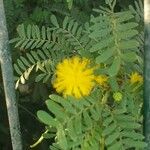 Acacia farnesiana फूल