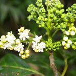 Ocotea dendrodaphne Blomma