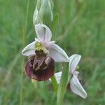 Ophrys fuciflora മറ്റ്