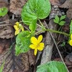 Viola glabella Feuille