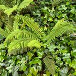 Polystichum setiferum Blad