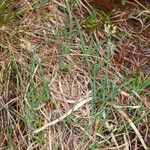 Carex panicea Hostoa