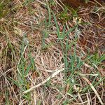 Carex panicea Ліст