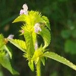 Galeopsis bifida Leaf