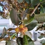 Ficus rubiginosa Fruit