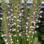 Acanthus spinosusЦветок