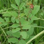 Indigofera hirsuta Hábito