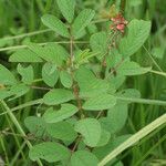 Indigofera hirsuta ശീലം