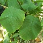 Juanulloa mexicana Hoja