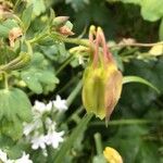 Aquilegia chrysantha Blüte