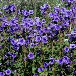 Phacelia campanularia Hábito