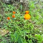 Emilia coccinea Flower