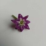 Capsicum pubescens Flor