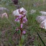 Anacamptis collina Květ