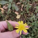 Podospermum laciniatum Flor