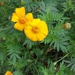 Tagetes tenuifolia പുഷ്പം