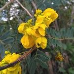 Senna multijugaÕis