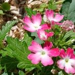 Verbena × hybrida Flor