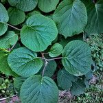 Actinidia chinensis Habitatea