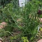 Cyperus prolifer Pokrój