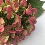 Hydrangea macrophyllaᱵᱟᱦᱟ