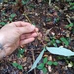 Sterculia pruriens Leaf