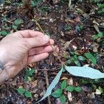 Sterculia pruriens Blad