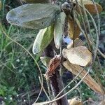 Dischidia major Leaf