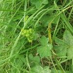 Alchemilla filicaulis ഇല