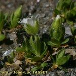 Cerastium pedunculatum Yeri