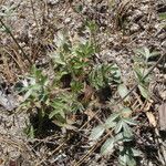 Potentilla tilingii Hábito