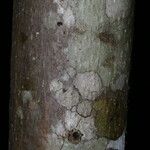 Jatropha costaricensis Écorce