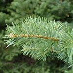 Abies cephalonica Fuelha