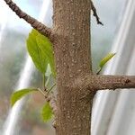 Hibiscus schizopetalus Bark