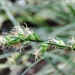 Carex divulsa Квітка