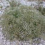Drypis spinosa Fula