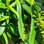 Veronica longifolia Leaf