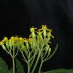 Senecio royleanus Hábitos